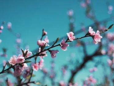 Basic Funerals and Cremation Choices - Mississauga