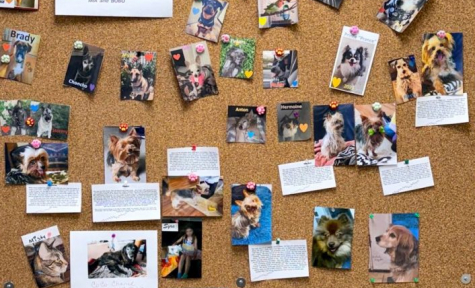 Best Friends Pet Passings + Cremations