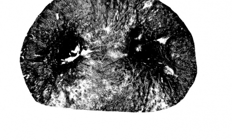 Best Friends Pet Passings + Cremations