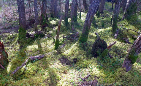Natural Burial by The Natural Funeral in Denver, CO