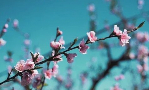 Basic Funerals and Cremation Choices - Mississauga