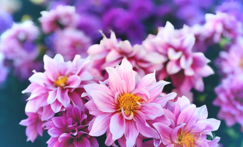 Full HD Daily posts on cuddie funeral home OnlyFans - Killing Thyme POP - Image 7