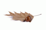 FifeCare Funeral Service